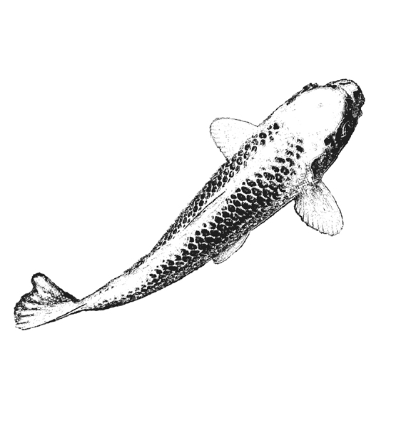 Reiki Koi 3