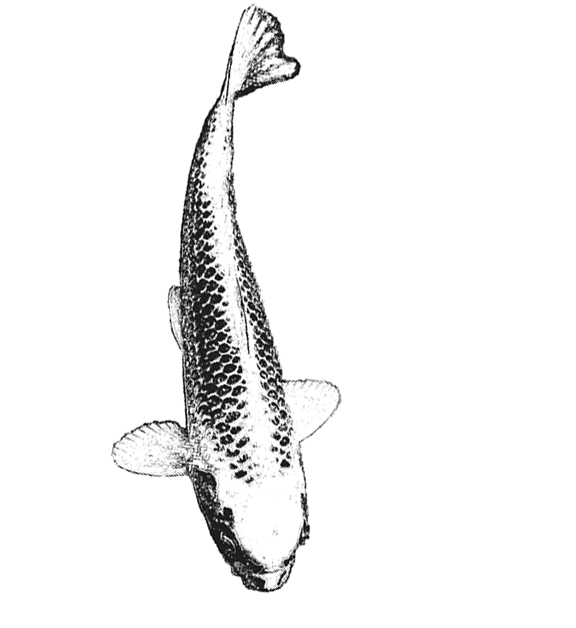 Reiki Koi