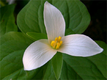 Trillium Flower Jack Blackburn's Website