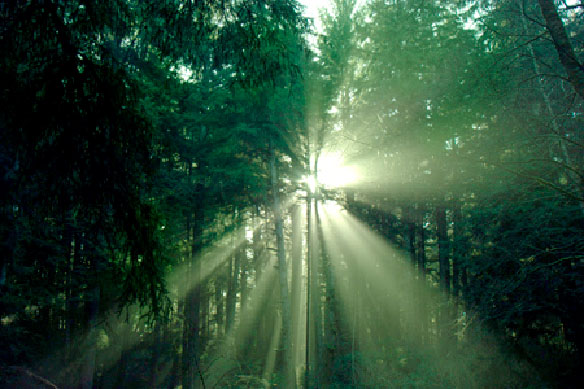 sun_forest.jpg